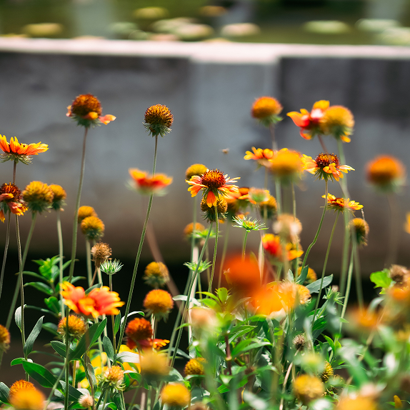 gallery image marquee